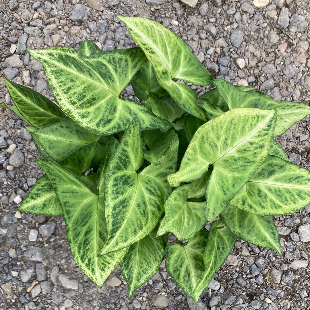 Syngonium robusta 20cm