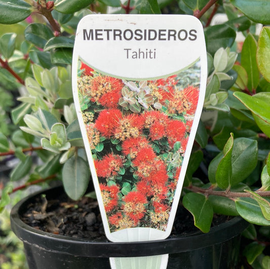 Metrosideros collina Tahiti 14cm