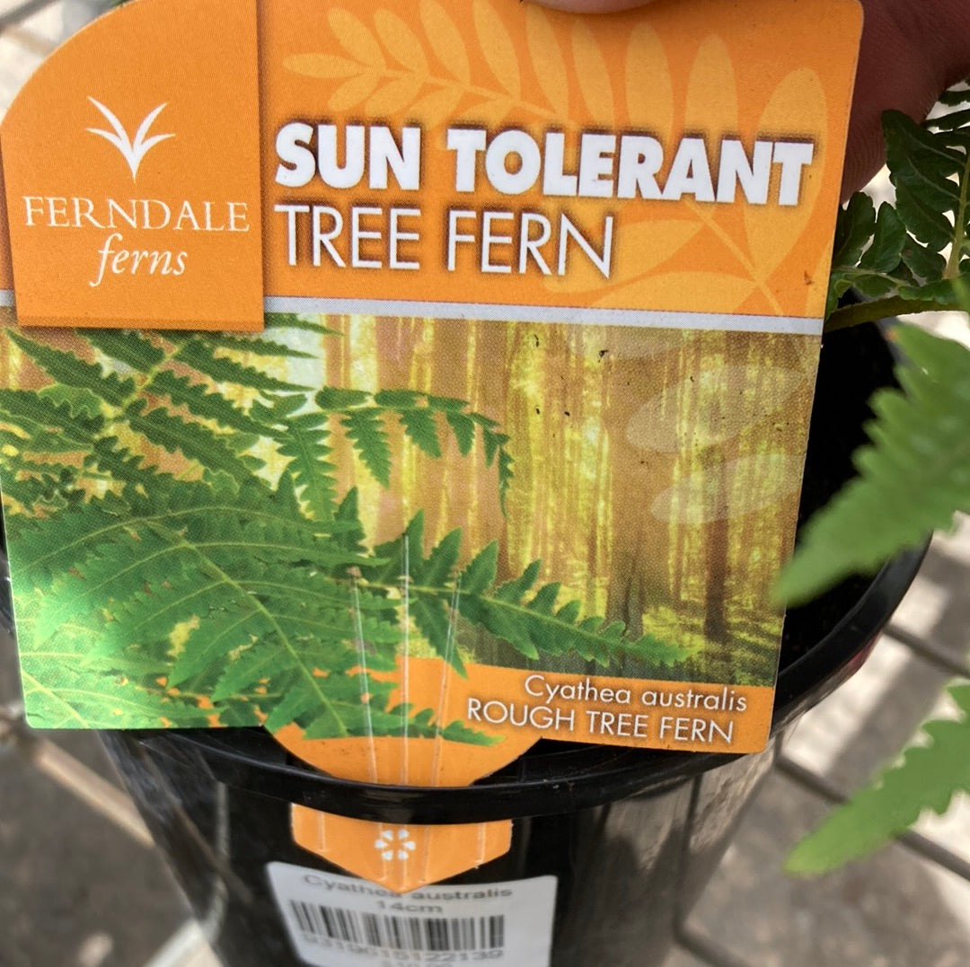 Cyathea australis 14cm