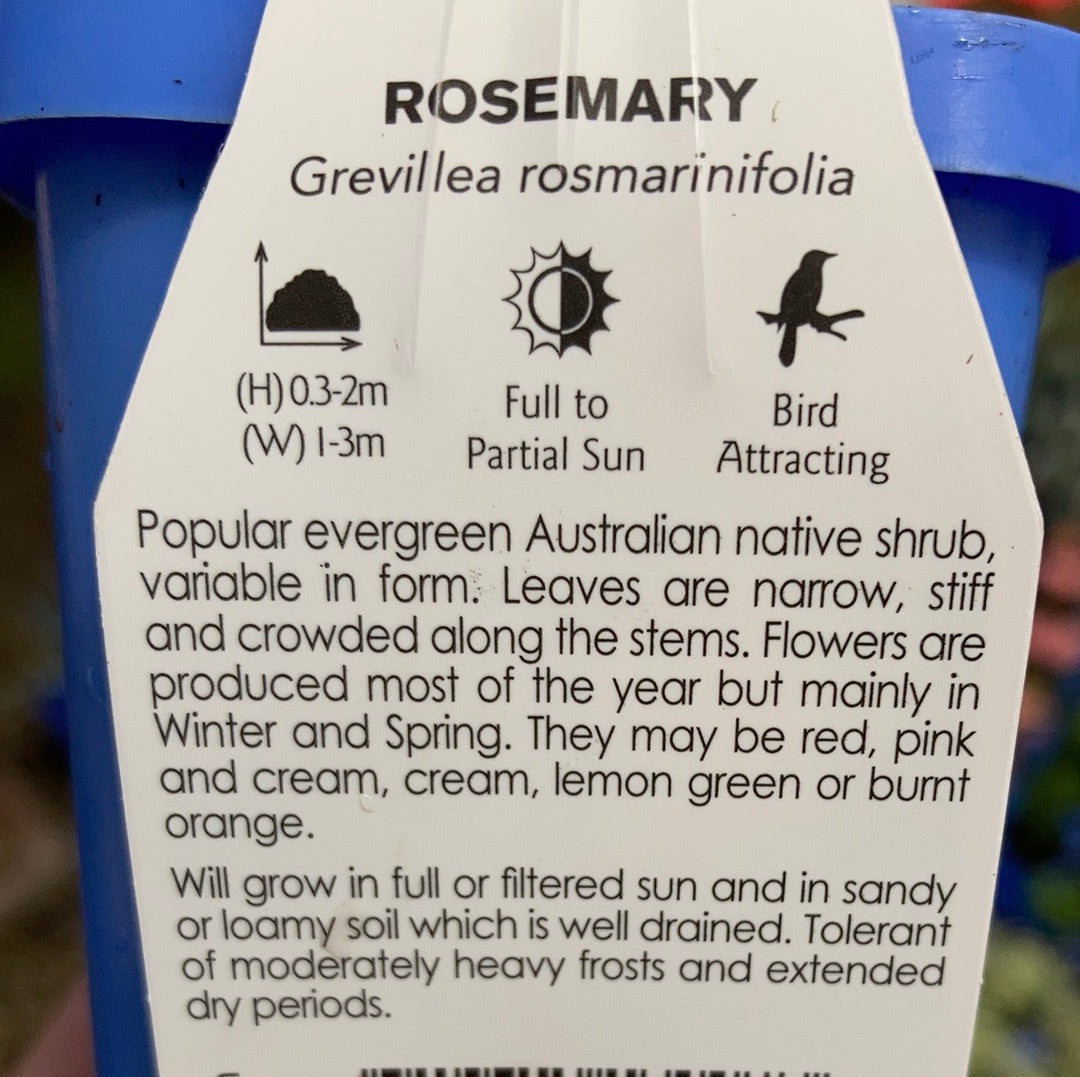 Grevillea rosmarinifolia 'Rosemary Grevillea' 7cm