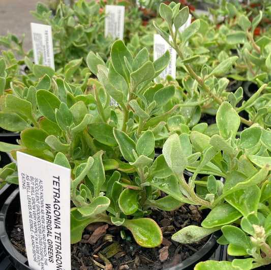 Tetragonia tetragonoides 'Warrigal greens' 14cm