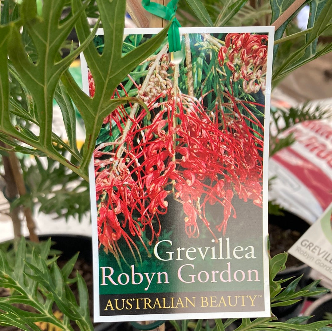 Grevillea 'Robyn Gordon' 20cm