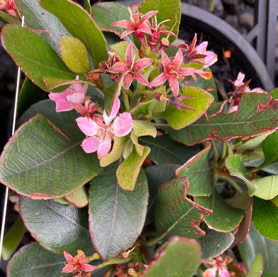 Rhaphiolepis indica 'Oriental Pink' 14cm