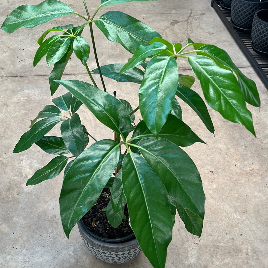 Schefflera arboricola ‘Dwarf Umbrella Plant’ 20cm