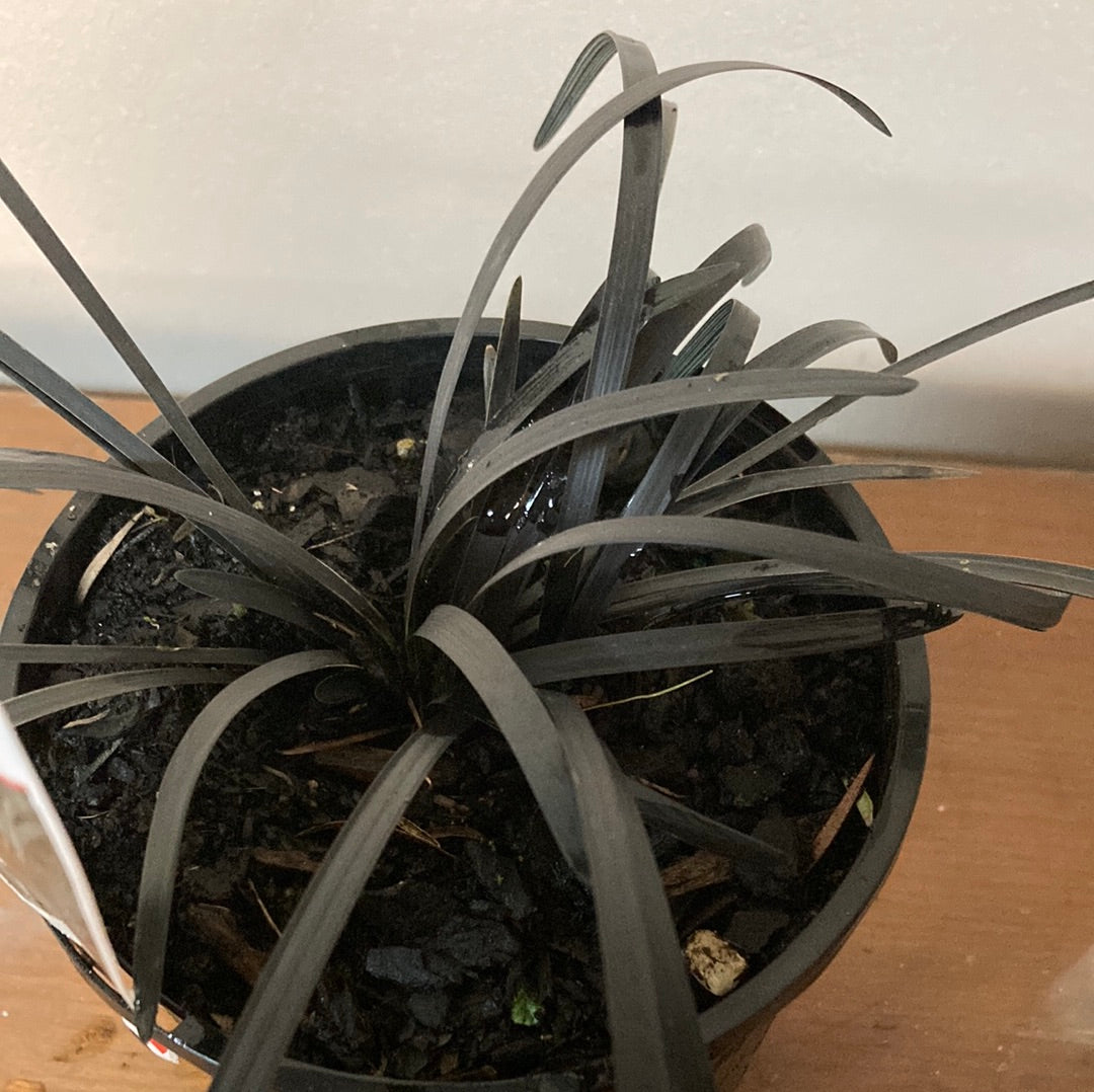 Ophiopogon ‘Black Mondo Grass’ 14cm