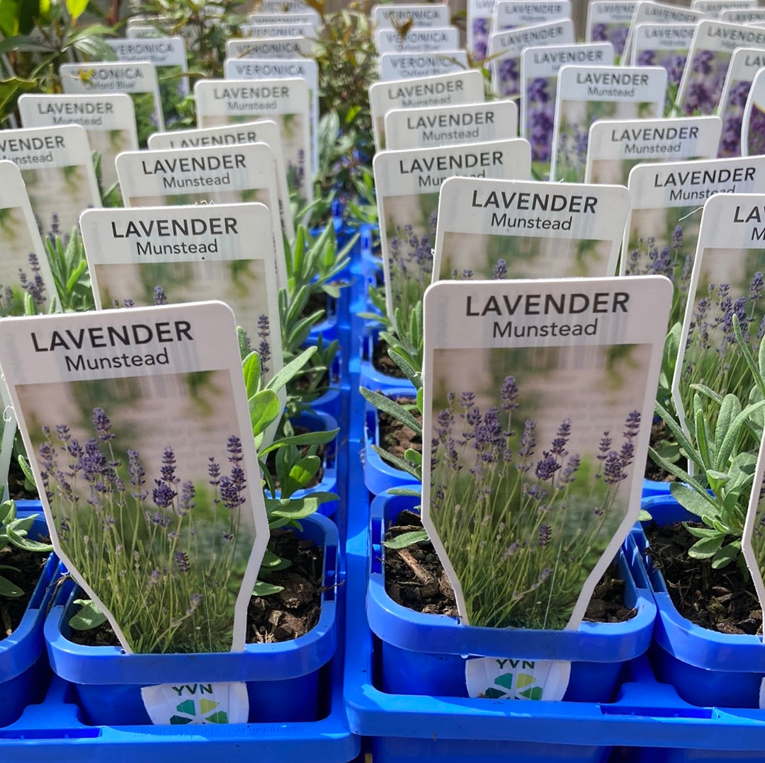 Lavender ‘Munstead’ 7cm