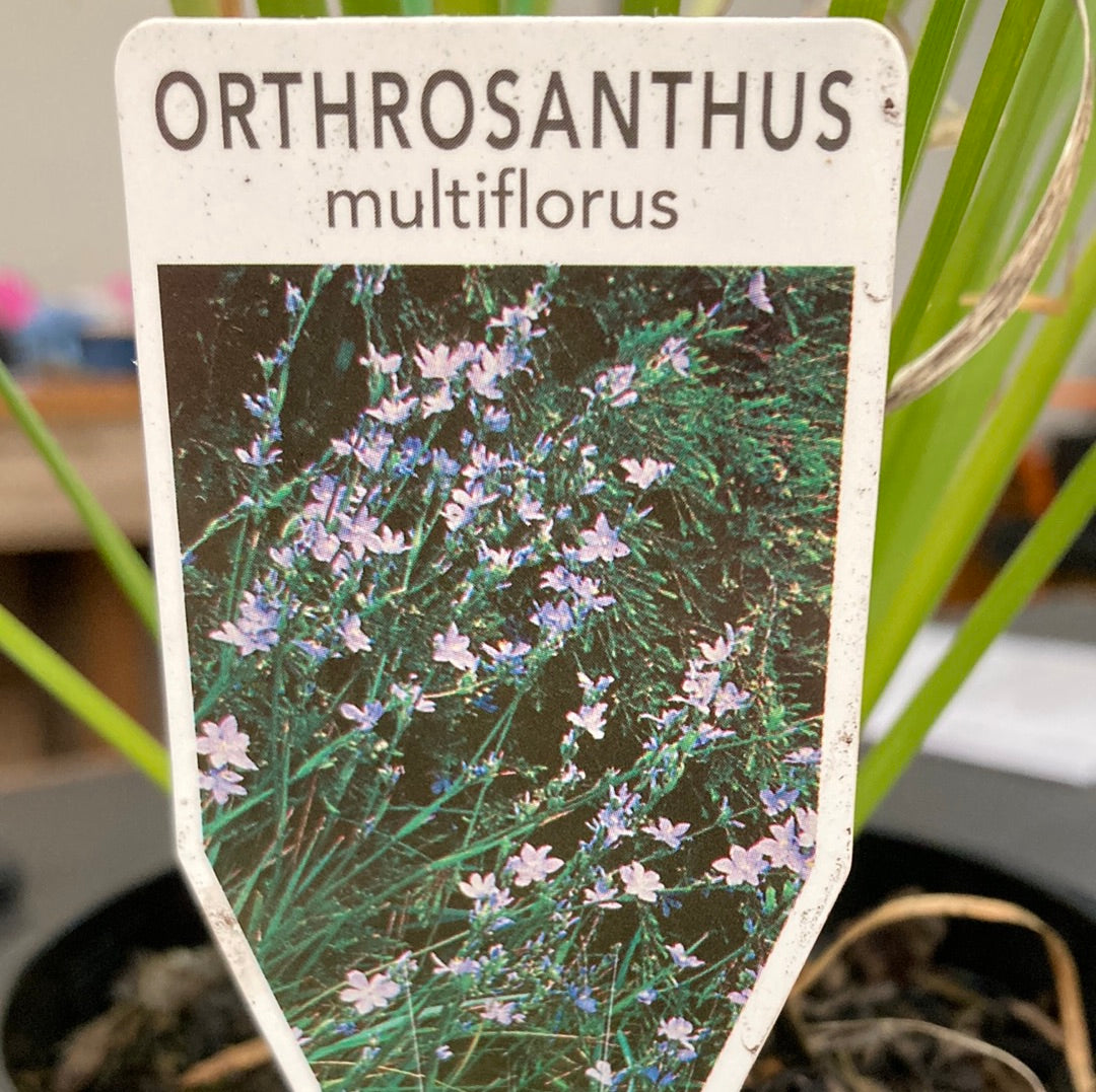 Orthrosanthus multiflorus 14cm