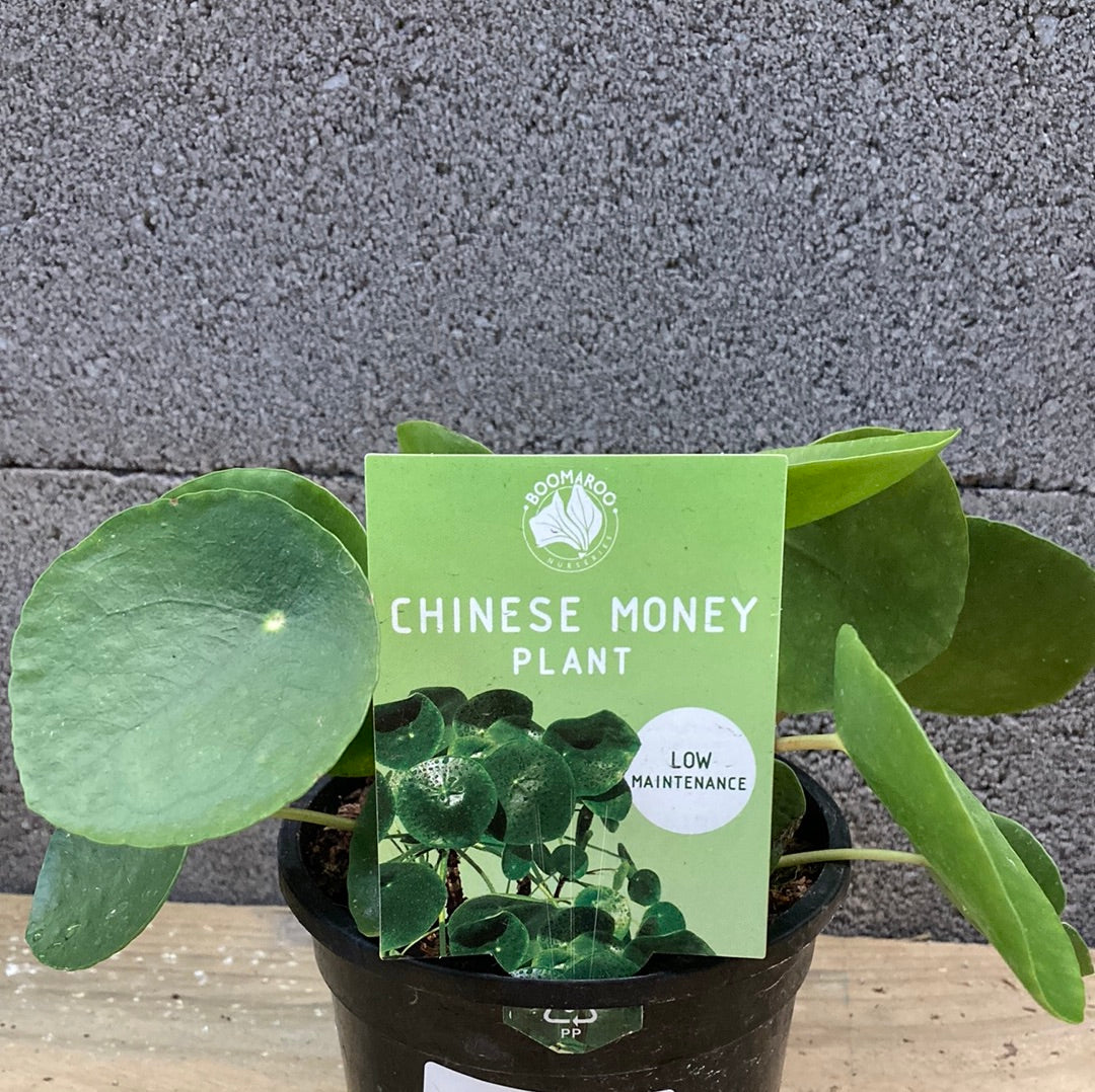 Pilea peperomiodies 'Chinese Money Plant' 12cm