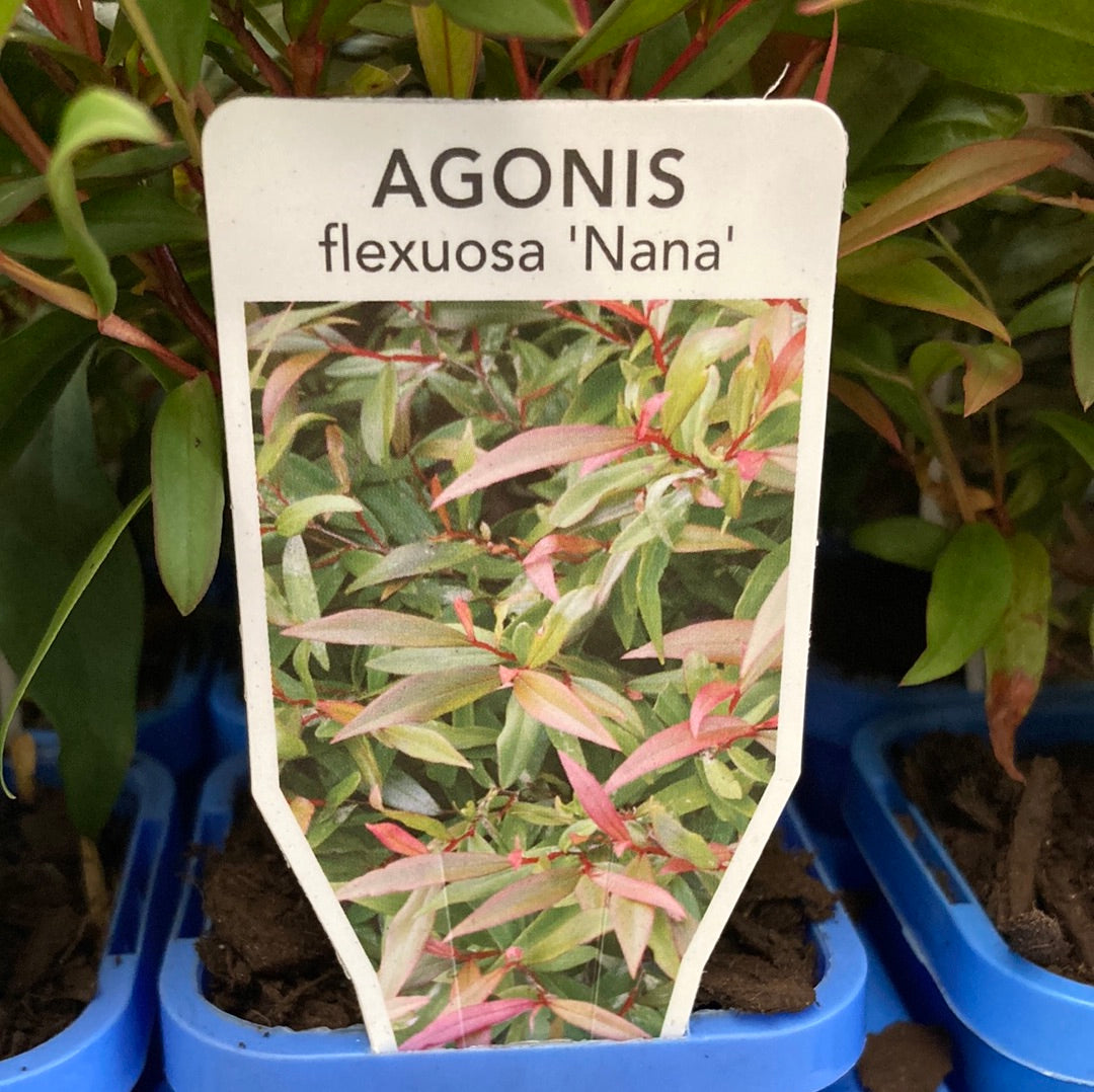 Agonis flexuosa ‘Nana’ 7cm