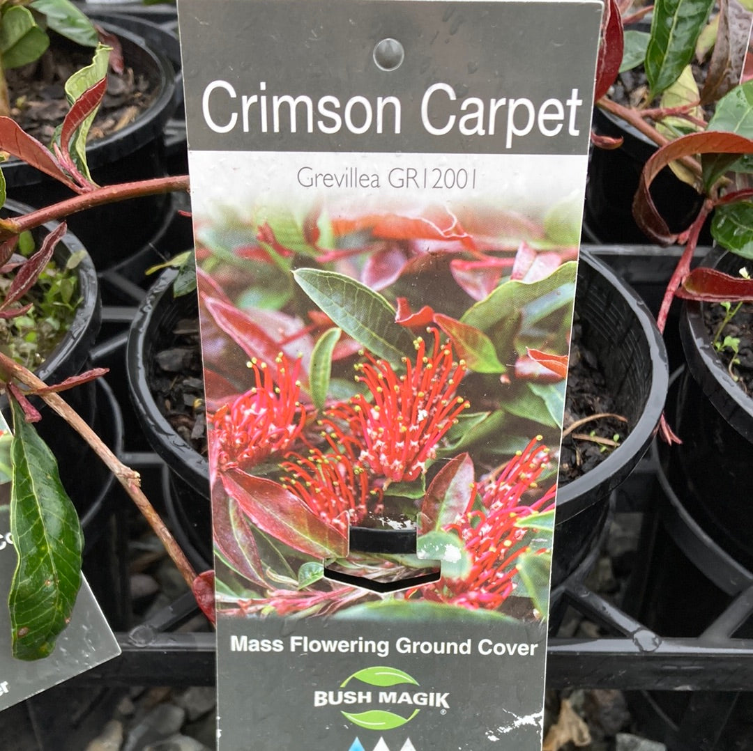 Grevillea 'Crimson Carpet' 14cm