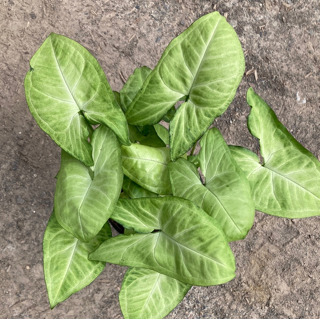 Syngonium 'White Butterfly' 14cm