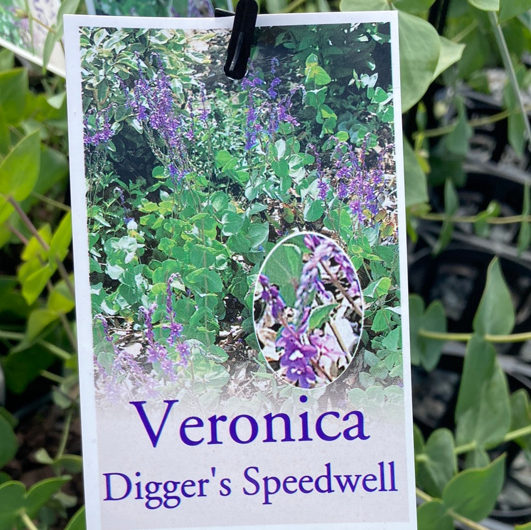 Veronica perfoliata ‘Diggers Speedwell’ 7cm