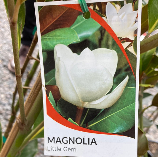 Magnolia ‘Little Gem’ 18cm