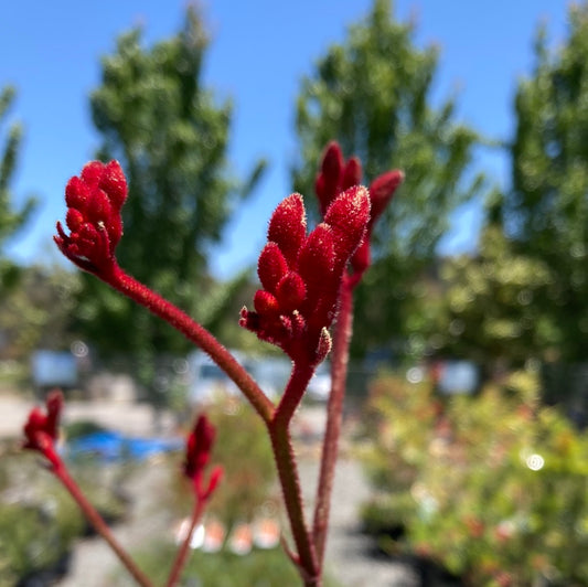Kangaroo Paw Landscape Red Yarra View Garden Centre Mount Evelyn