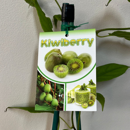 Kiwi Berry 20cm