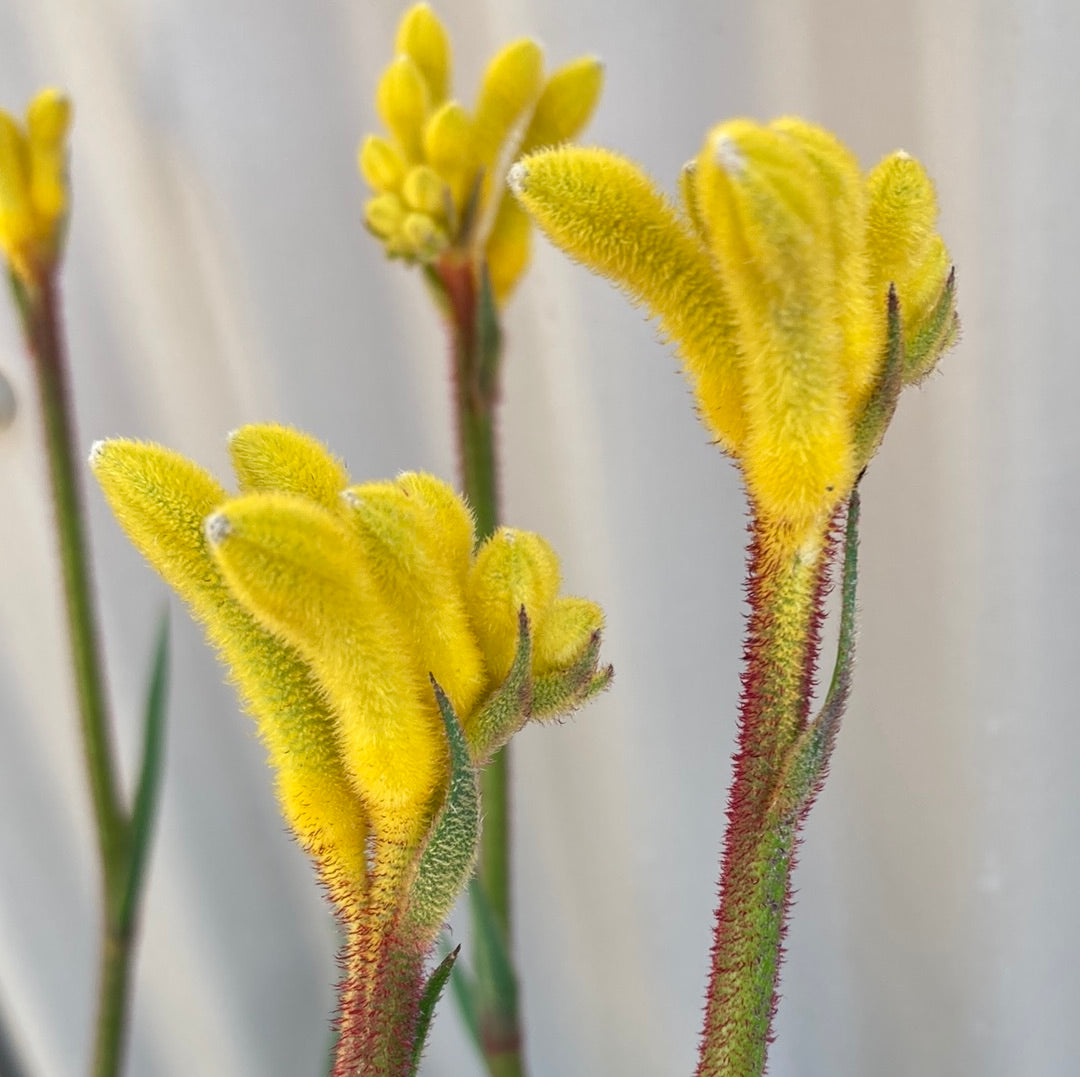 Anigozanthos Bush Bonanza Yarra View Garden Centre Mount Evelyn