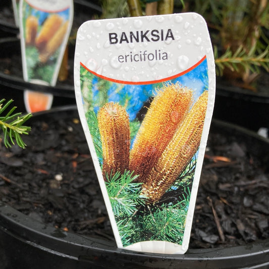 Banksia ericifolia 20cm