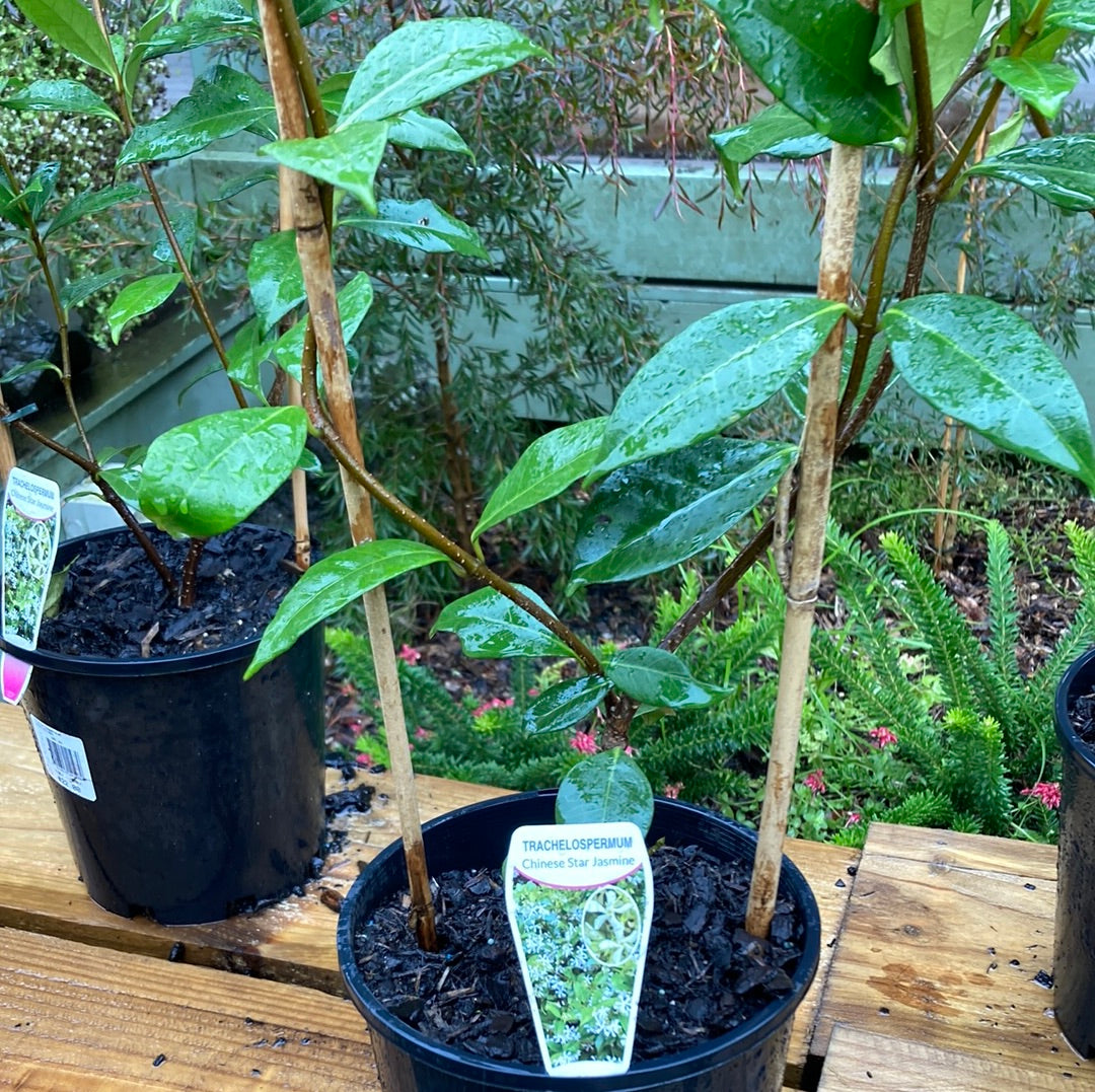 Trachelospermum jasminoides ‘Chinese Star Jasmine’ 180mm