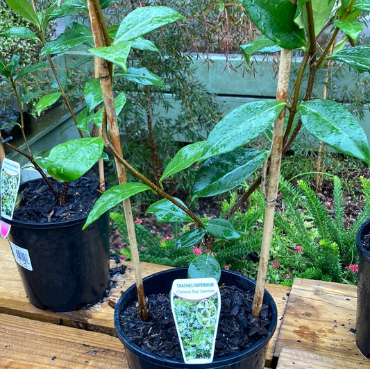 Trachelospermum jasminoides ‘Chinese Star Jasmine’ 180mm