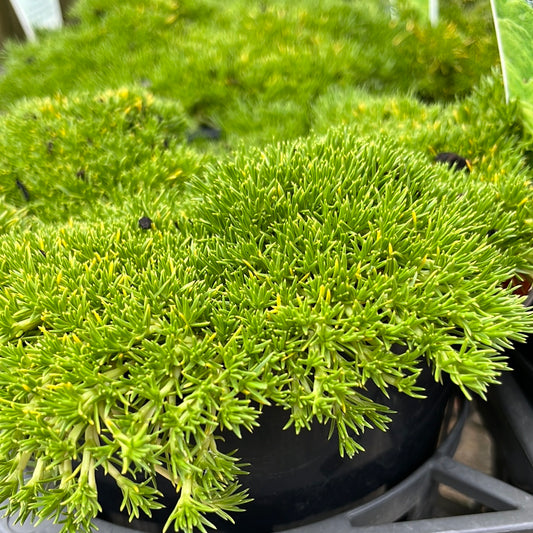 Scleranthus biflorus 'Lime Lava' 14cm