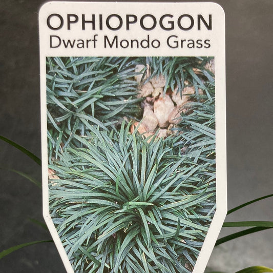Ophiopogon japonicus ‘Nana Dwarf Mondo Grass' 7cm