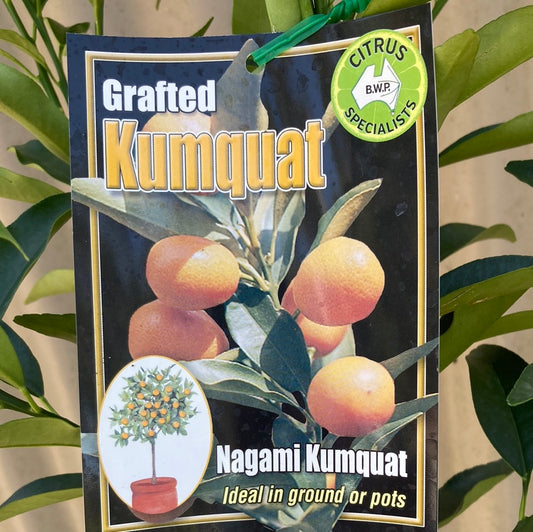 Cumquat Nagami Grafted 5L