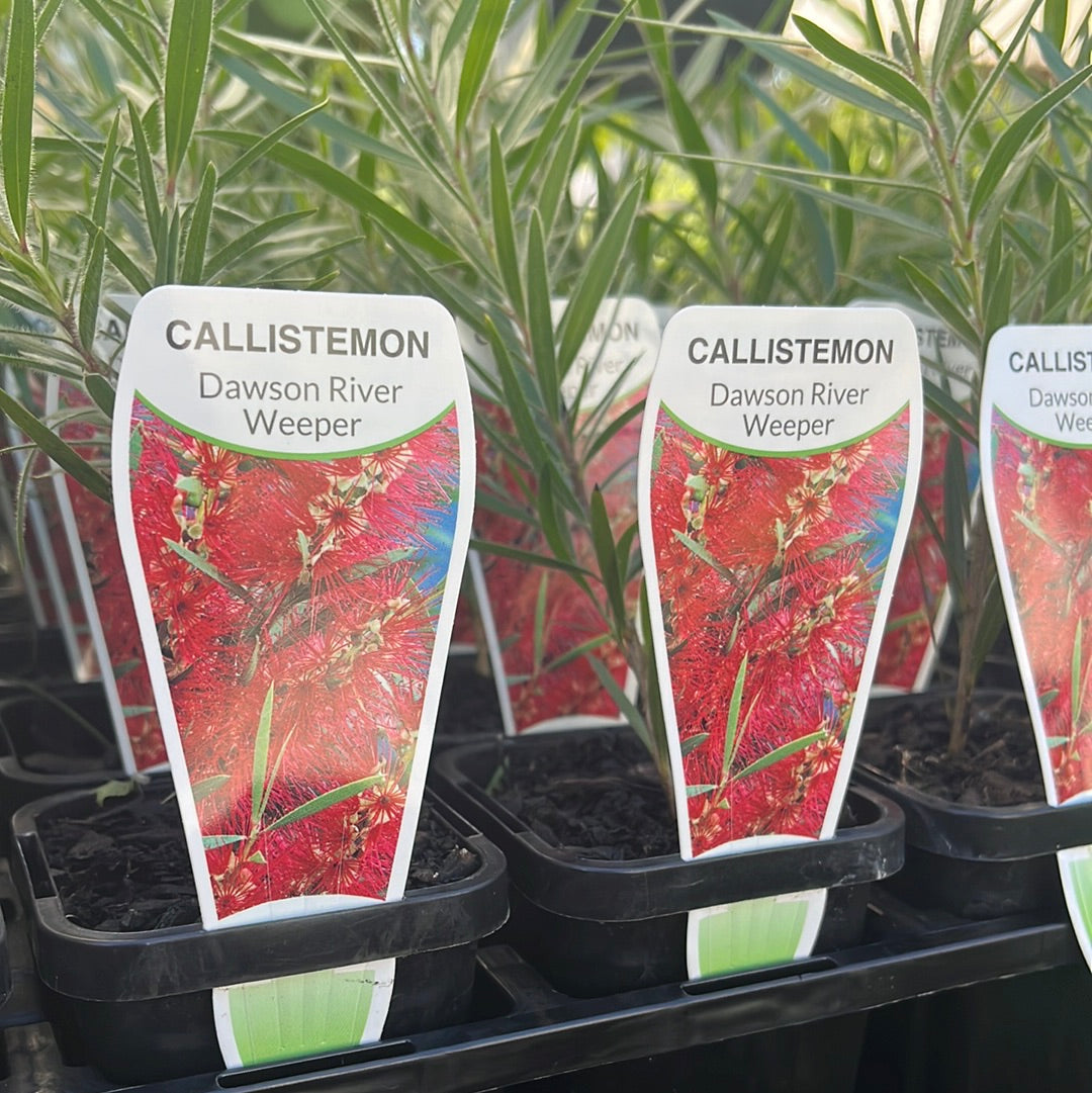 Callistemon ‘Dawson River Weeper’ 7cm