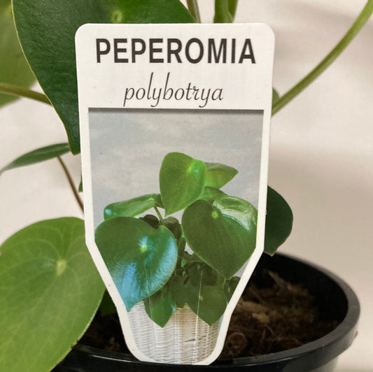 Peperomia Polybotrya Yarra View Garden Centre Mount Evelyn