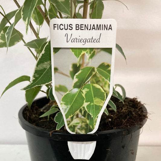 Ficus Benjamina Variegated Yarra View Garden Centre Mount Evelyn