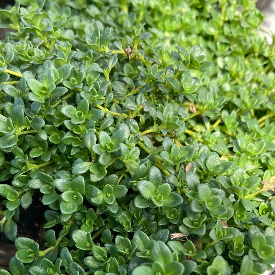 Thyme serpyllum 'White Creeping' 14cm