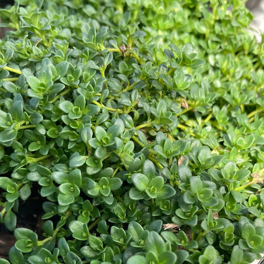 Thyme serpyllum 'White Creeping' 14cm