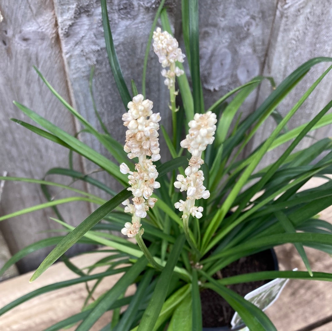 Liriope muscari 'Monroe White' 14cm