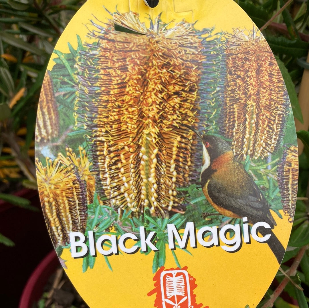 Banksia 'Black Magic' Yarra View Garden Centre Mount Evelyn