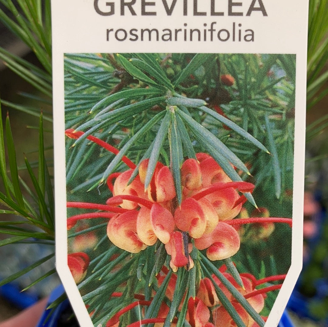 Grevillea rosmarinifolia 'Rosemary Grevillea' 7cm