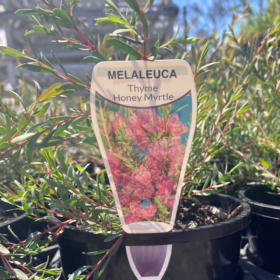 Melaleuca thymifolia ‘Thyme Honey Myrtle’ 20cm