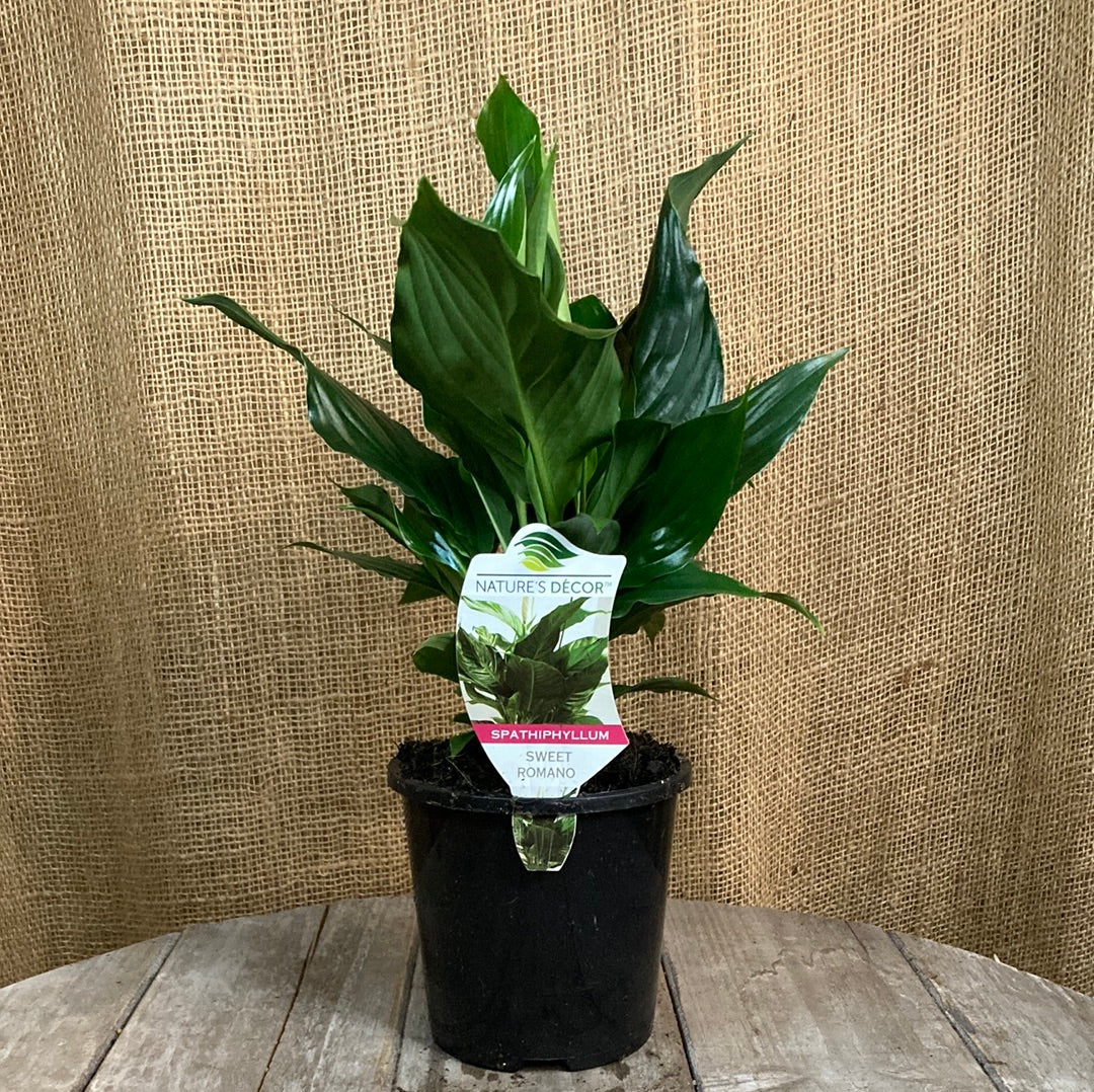 Spathiphyllum 'Sweet Romano' 14cm