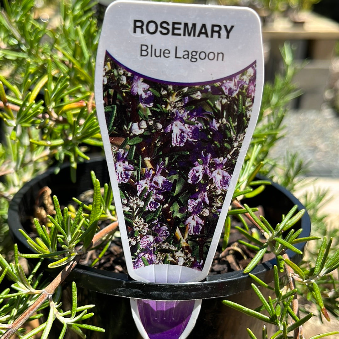 Rosmarinus - Rosemary 'Blue Lagoon' 14cm