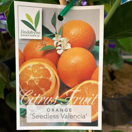 Orange Seedless Valencia Yarra View Garden Centre Mount Evelyn