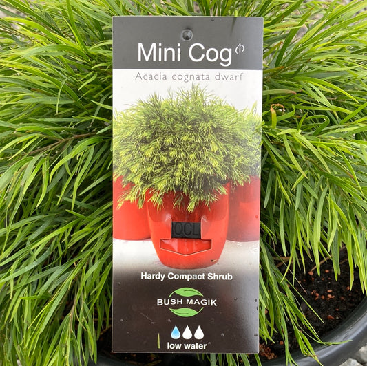 Acacia Mini Cog Yarra View Garden Centre Mount Evelyn