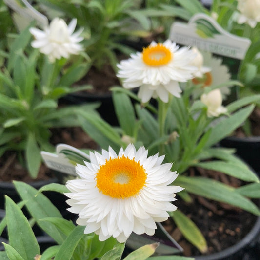Bracteantha bracteata ‘Mohave White’ 14cm