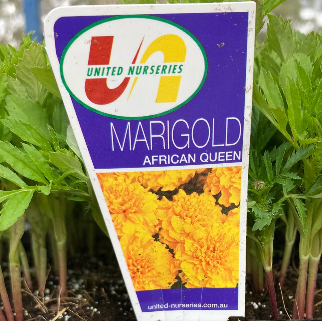 Marigold African Queen Punnet