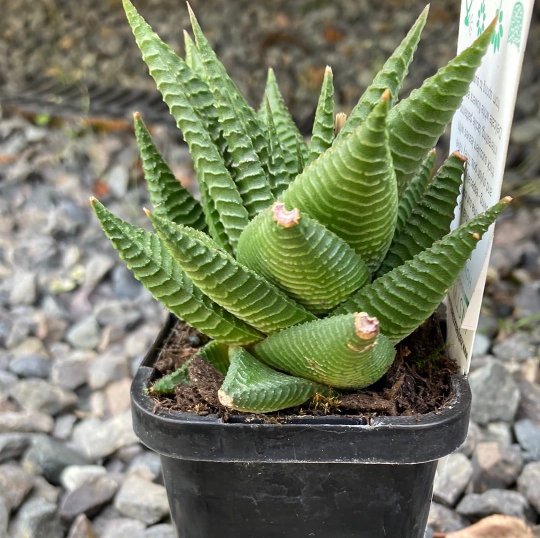 Yarra Valley Nursery