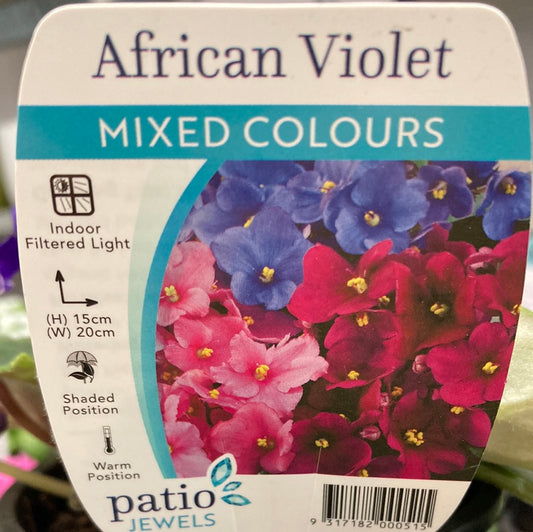 African Violet Saintpaulia ionantha 100mm