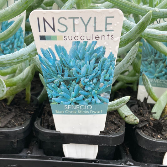 Senecio 'Blue Chalksticks Dwarf' 7cm