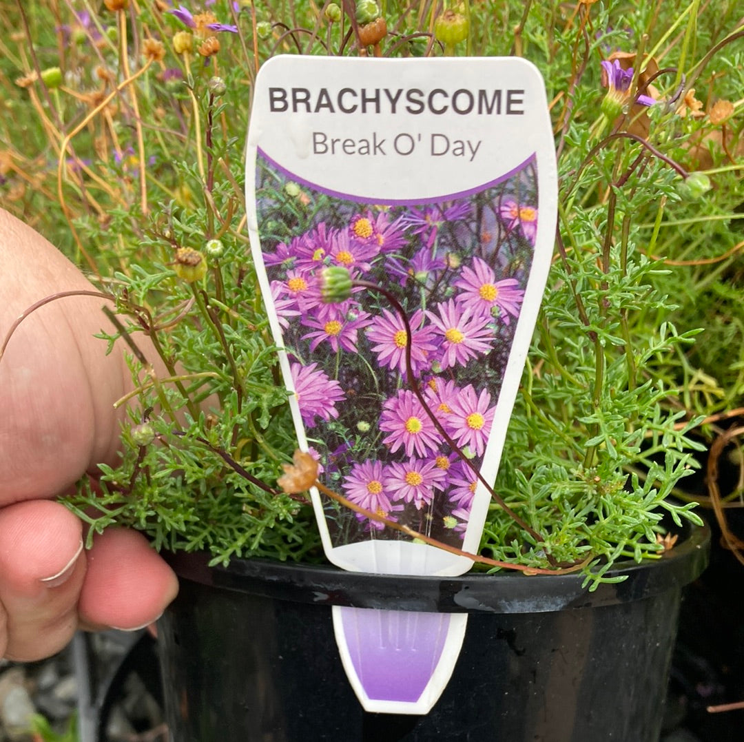 Brachyscome multifida 'Break Of Day' 14cm