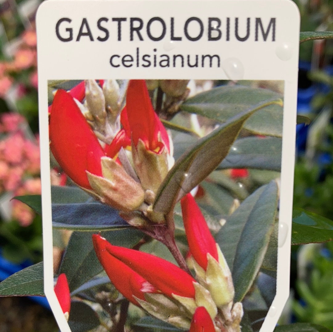 Gastrolobium celsianum 'Swan River Pea' 7cm