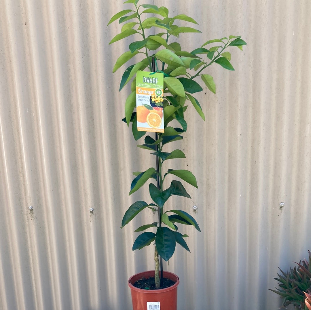 Orange 'Valencia Seedless' Grafted Dwarf 5L