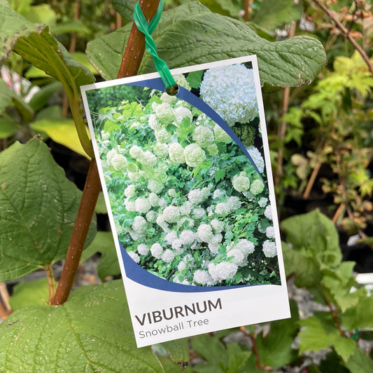 Viburnum 'Snowball Tree' 18cm Seconds