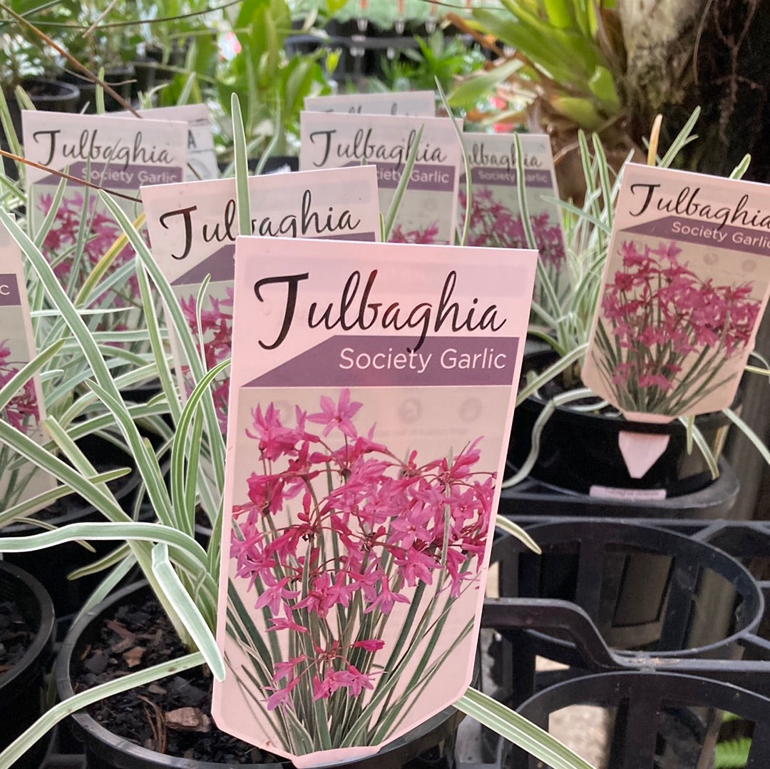 Tulbaghia violacea variegata 'Society Garlic' 14cm