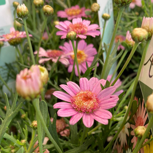 Argyranthemum sp. assorted 'Federation Daisy' 14cm